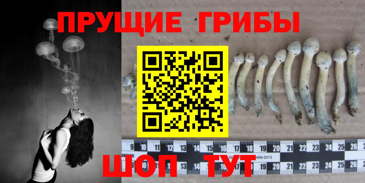 Псилоцибиновые грибы мицелий Бийск